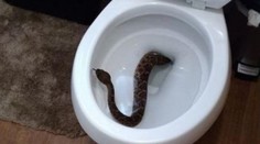Žena našla v záchodě jedovatého hada. To horší přišlo potom