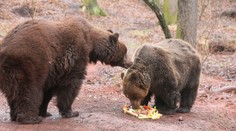 Smutná zpráva, chomutovský zoopark se rozloučil s medvědem Nerem