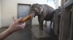 Slonice předvedla neuvěřitelný um. Chobotem za pár sekund oloupala banán