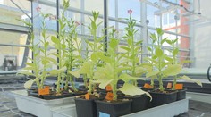 Čeští vědci chtějí vyšlechtit nové druhy rostlin. Odolaly by klimatické změně