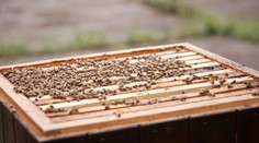 Problémy s včelami mohou ovlivnit i sadaře a změny klimatu dají šanci novým plodinám