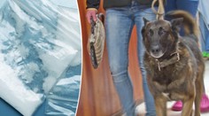 Žádní mazlíčci, tihle psi mají tvrdý režim, hledají drogy! VIDEO