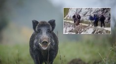Otřesné VIDEO: Turisté shodili ze skály zraněného divočáka