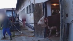 Hasiči zachraňovali zaseklého býka. Museli použít speciální techniku