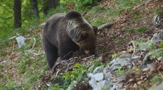 Vesnice na Slovensku má strach z medvědů. Úřady rozhodly zastřelit samce