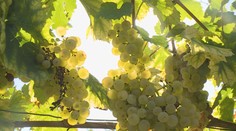 V Česku se kvůli mrazům sklidí méně ovoce. Výborný slíbil pěstitelům pomoc