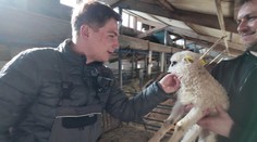 Práce na zkoušku: Reportér TV Nova si vyzkoušel práci zootechnika