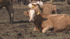 Krávy v Podkronoší nahánějí strach místním chovatelům. Ti se bojí, že jsou nemocné