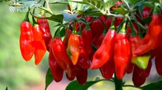 "Pálivý" festival zlákal davy, chilli vyzkoušel i reportér TV NOVA!
