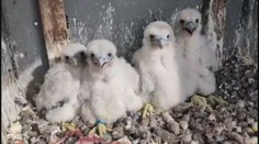 V jaderné elektrárně Dukovany slaví. Na komínu se tam vylíhla mláďata sokola