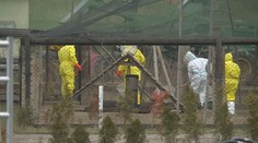 Na Písecku začala likvidace chovu bažantů. Testy potvrdily ptačí chřipku H5N1