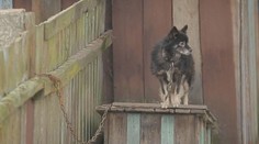Konec řetězů a uvazování psů. Začne platit novela veterinárního zákona