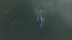 Naděje na záchranu keporkaka Timmyho existuje. Podle expertů je ale malá