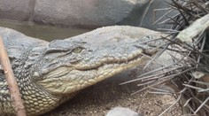 Zoo ve Dvorci u Borovan otevřela krokodýlí pavilon. V Česku jiný nenajdete