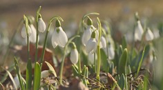 Počasí valentýnského týdne: Teplotní rekordy, obleva i vichřice