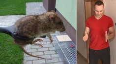 V bytovce žijí půlmetroví potkani! Lidé se bojí jít i na záchod