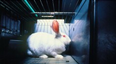 Europoslanci chtějí celosvětový zákaz testů kosmetiky na zvířatech