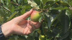 Stát chce pomoci farmářům. Jejich brigádníci by mohli odvádět méně na pojistném