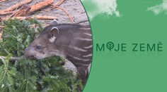 Lidé se zbavují vánočních stromků. V jihlavské zoo končí jako pochoutka pro zvířata