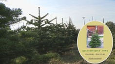 Pěstitele stromků děsí hrozba Covidu na Vánoce! Přichází s novotami