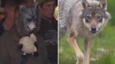 Hádka o vlky: Chovatelé ovcí se pustili do ochránců přírody. VIDEO