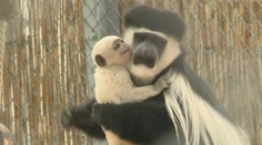 VIDEO: V maďarské zoo se narodila roztomilá opice guaréza