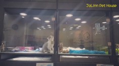 VIDEO: Jako Romeo a Julie! Neuvěřitelná ukázka zvířecí lásky