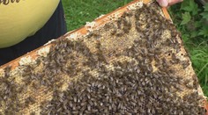 Med podraží, včelaři musí zlikvidovat polovinu produkce. Včely nemusí přežít