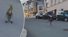 Klokan, který se toulal Táborem, je zpátky u svého majitele