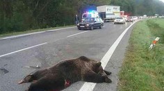 Hororová srážka s medvědem! Zemřel spolujezdec i zvíře