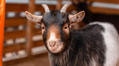 Bizarní tradice: Ještě v 19. století shazovali Češi z věží živé kozly. Krev byla magická