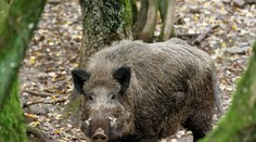 Zuřiví kanci znovu útočili v Praze: Zuzaně zachránili život její psi!