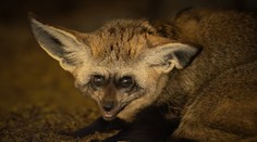 Z jihočeské zoo utekly dvě africké šelmy. Prosí o pomoc, psy je těžké odchytit
