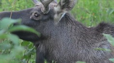 Putování losa Emila sledovaly desetitisíce lidí. Teď o něm vyšla kniha