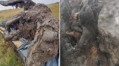 Unikátní objev! Našli mumii medvěda z doby ledové, má vnitřní orgány i nos