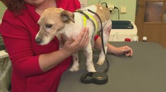 Student medicíny "léčil" svého psa, ten málem zemřel. Zvíře zachránili veterináři