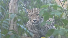 Jihlavská zoo se chlubí novým přírůstkem. Z Polska přicestovala levhartice perská