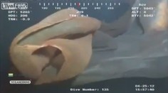 ZÁHADNÝ TVOR: Kamera na dně oceánu zachytila TOHLE MONSTRUM! CO TO JE?