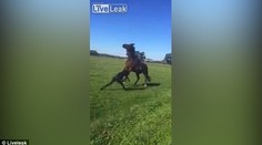 Šokující VIDEO: Žena se pokusila uklidnit koně. Tohle jí udělal!