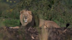 VIDEO: Vzácní lvi našli nové bydlení v chesterské ZOO