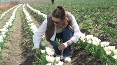 Začíná sezóna samosběrů. Kromě ovoce lze sbírat i květiny a zájem je enormní