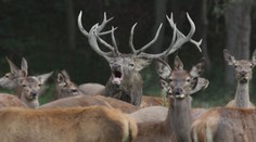 Děsivé zvuky z lesa. Myslivci ukázali, jak jeleni v říji lákají své družky