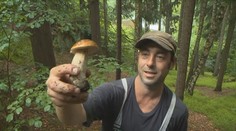 O houbaření je v Německu stále větší zájem. Má tam ale přísná pravidla