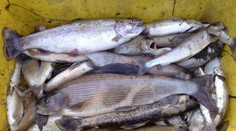 Farmáři ucpali kanalizaci hnojem, močůvka zabila půl tuny ryb!