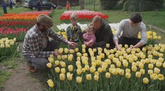 Pět tisíc květin o 20 různých barvách. První tulipánová farma v Česku pomáhá dětem