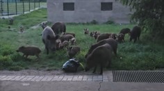 Myslivci se snaží redukovat přemnožená prasata. Někde za to dostávají i peníze