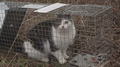V Chrudimi začali ve velkém kastrovat kočky. Vzápětí někdo ukradl lapací zařízení