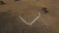 Farmář experimentuje se stádem ovcí. Vytvořil z nich živý obraz