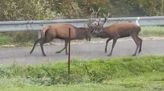 V obci na Ústecku se poprali jeleni. Odtrhli je od sebe až myslivci