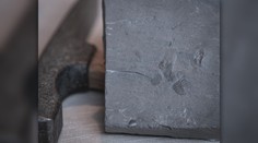 Nadšenec našel na haldě kamení unikát. Nový druh členovce teď nese jeho jméno